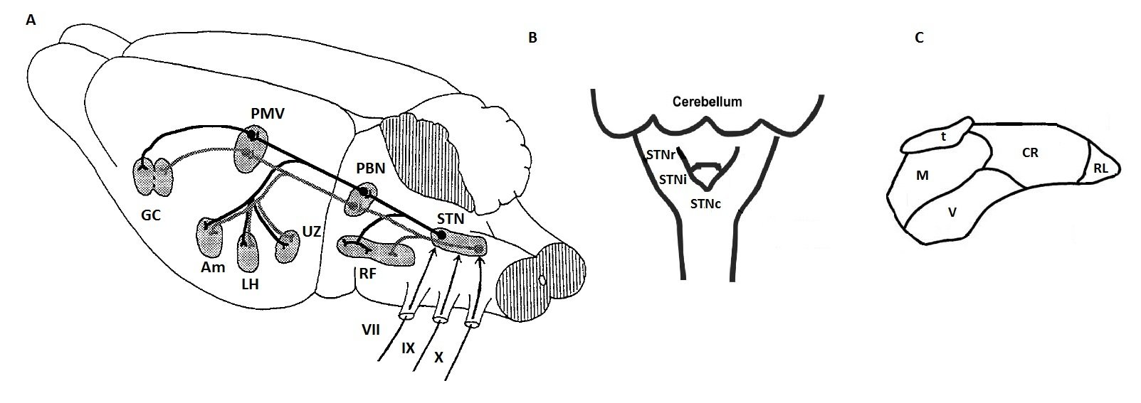 Rat's brain profile showing the solitary tract afferent innervation